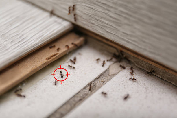 Best Pest Prevention Services  in Oregon, IL