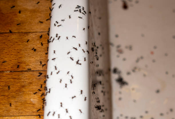 Best Exterminator Services  in Oregon, IL