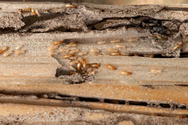 Best Spider Control Near Me  in Oregon, IL